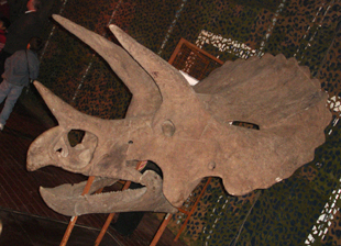 cr&acirc;ne de styracosaurus